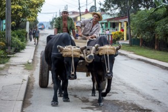 Oxcarts in the streets of Vinales, Cuba, Pinar del Río, Cuba, Central America