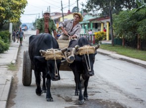 Oxcarts in the streets of Vinales, Cuba, Pinar del Río, Cuba, Central America