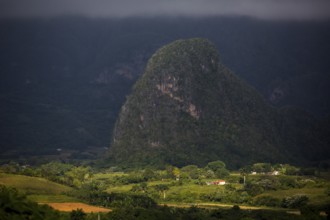 Tobacco fields and the mountains of the Mogotes, Viñales valley with karst mountains, Viñales,