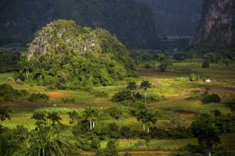 Tobacco fields and the mountains of the Mogotes, Viñales valley with karst mountains, Viñales,