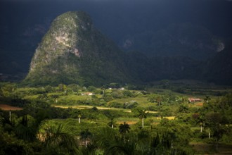 Tobacco fields and the mountains of the Mogotes, Viñales valley with karst mountains, Viñales,