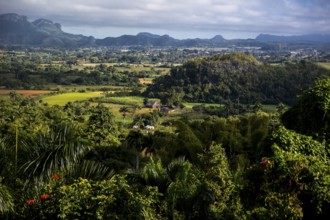 Tobacco fields and the mountains of the Mogotes, Viñales valley with karst mountains, Viñales,