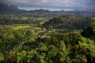 Tobacco fields and the mountains of the Mogotes, Viñales valley with karst mountains, Viñales,