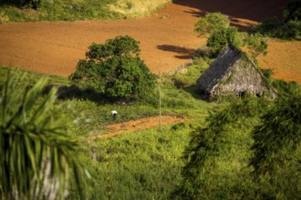 Farmhouse, farm cottage, barn for drying tobacco leaves, tobacco fields and the mountains of the