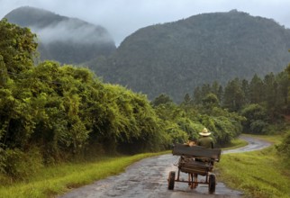 Horse-drawn carts on the lonely road to Vinales in the Vinales Valley, Viñales, Cuba, Pinar del Río