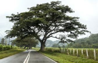 Large trees and a country road with a double traffic line, Viñales, Cuba, Pinar del Río
