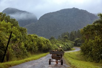 Horse-drawn carts on the lonely road to Vinales in the Vinales Valley, Viñales, Cuba, Pinar del Río