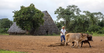 A simple plough being pulled by two oxen, Cuban farmer on a plough pulled by cattle, Viñales, Cuba,