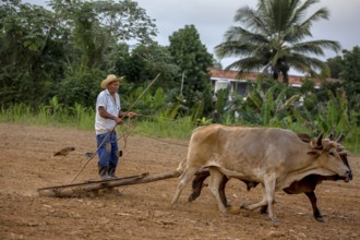 A simple plough being pulled by two oxen, Cuban farmer on a plough pulled by cattle, Viñales, Cuba,