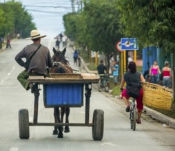One-horse carriage on the road seen from behind, Cuban with big hat, Viñales, Cuba, Pinar del Río