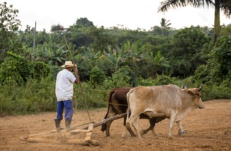 A simple plough being pulled by two oxen, Cuban farmer on a plough pulled by cattle, Viñales, Cuba,