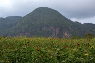 Colourful flower meadow in the Vinales Valley, Viñales, Cuba, Pinar del Río