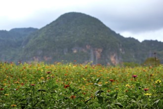 Colourful flower meadow in the Vinales Valley, Viñales, Cuba, Pinar del Río