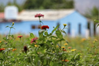 Colourful flower meadow in the Vinales Valley, Viñales, Cuba, Pinar del Río
