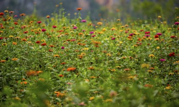 Colourful flower meadow in the Vinales Valley, Viñales, Cuba, Pinar del Río