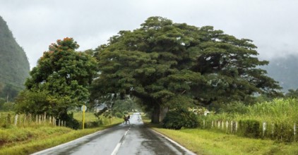 Large trees and a country road with a double traffic line, Viñales, Cuba, Pinar del Río