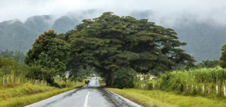 Large trees and a country road with a double traffic line, Viñales, Cuba, Pinar del Río