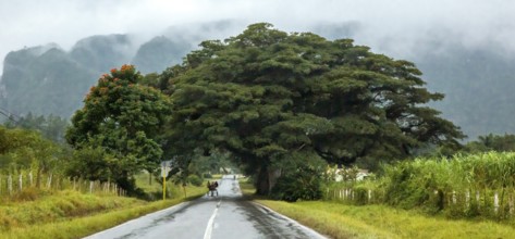 Large trees and a country road with a double traffic line, Viñales, Cuba, Pinar del Río