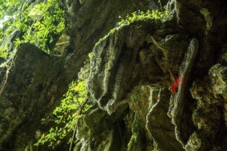 Dinosaur head on the cave walls, caves of the Indios, Cueva del Indio, underground caves with a