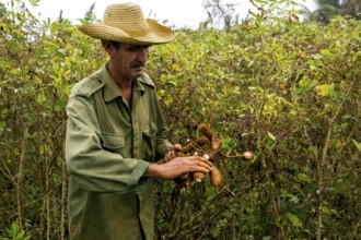 A Cuban farmer harvests manioc, manioc (Manihot esculenta), Viñales, Cuba, Pinar del Río, Viñales,