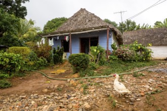 Farmhouse in the Vinales Valley, Viñales, Cuba, Pinar del Río, Viñales, Pinar del Río