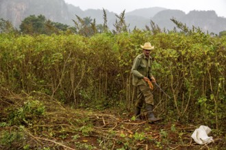 A Cuban farmer harvests manioc, manioc (Manihot esculenta), Viñales, Cuba, Pinar del Río, Viñales,