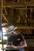 Tobacco farmer, tobacco farmer Luis Manne Alvares Rodrigues cuts and rolls a cigar from a tobacco