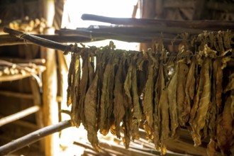 Drying tobacco leaves in a tobacco barn, tobacco farm in the Vinales Valley, Viñales, Cuba, Pinar