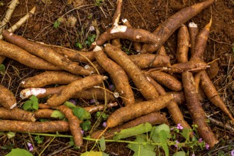 A Cuban farmer harvests manioc, manioc (Manihot esculenta), Viñales, Cuba, Pinar del Río, Viñales,