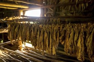 Drying tobacco leaves in a tobacco barn, tobacco farm in the Vinales Valley, Viñales, Cuba, Pinar