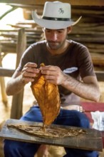 Tobacco farmer, tobacco farmer Luis Manne Alvares Rodrigues cuts and rolls a cigar from a tobacco