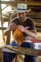 Tobacco farmer, tobacco farmer Luis Manne Alvares Rodrigues cuts and rolls a cigar from a tobacco