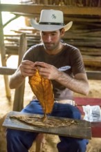 Tobacco farmer Luis Manne Alvares Rodrigues cuts and rolls a cigar from a tobacco roll, tobacco
