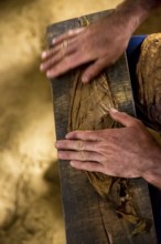 Tobacco farmer, tobacco farmer Luis Manne Alvares Rodrigues cuts and rolls a cigar from a tobacco