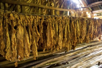 Drying tobacco leaves in a tobacco barn, tobacco farm in the Vinales Valley, Viñales, Cuba, Pinar