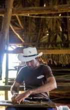 Tobacco farmer, tobacco farmer Luis Manne Alvares Rodrigues cuts and rolls a cigar from a tobacco