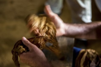 Tobacco farmer, tobacco farmer Luis Manne Alvares Rodrigues cuts and rolls a cigar from a tobacco