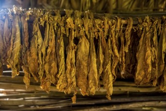 Drying tobacco leaves in a tobacco barn, tobacco farm in the Vinales Valley, Viñales, Cuba, Pinar