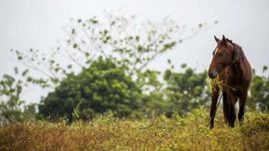 Grazing horse in the Vinalestal, Cuba, Pinar del Río, Cuba, Pinar del Río