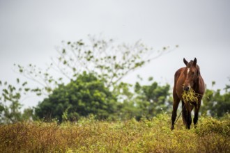 Grazing horse in the Vinalestal, Cuba, Pinar del Río, Cuba, Pinar del Río