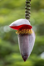 Blossom of a banana (Musa paradisiaca), opened banana blossom, Viñales, Cuba, Pinar del Río, Cuba,