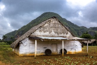 Drying barn for tobacco leaves in the Vinales Valley with hills, Viñales, Cuba, Pinar del Río,