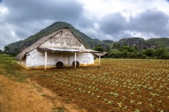 Drying barn for tobacco leaves in the Vinales Valley with hills, Viñales, Cuba, Pinar del Río,