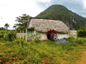 Thatched farmhouse, farm cottage, Cuba