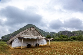 Drying barn for tobacco leaves in the Vinales Valley with hills, Viñales, Cuba, Pinar del Río,