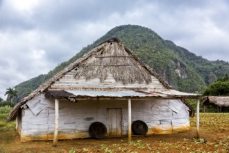 Drying barn for tobacco leaves in the Vinales Valley with hills, Viñales, Cuba, Pinar del Río,