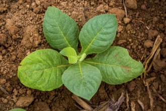 Tobacco (Nicotiana), Tobacco plants, Viñales, Cuba, Pinar del Río, Cuba, Viñales, Pinar del Río