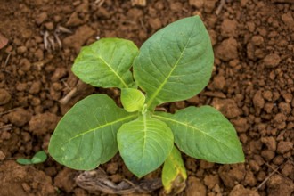 Tobacco (Nicotiana), Tobacco plants, Viñales, Cuba, Pinar del Río, Cuba, Viñales, Pinar del Río