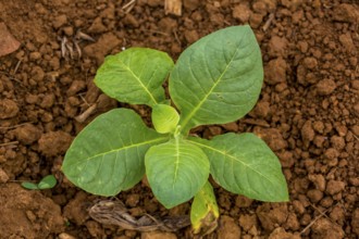 Tobacco (Nicotiana), Tobacco plants, Viñales, Cuba, Pinar del Río, Cuba, Viñales, Pinar del Río