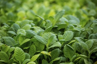 Tobacco (Nicotiana), planting bed for tobacco plants, cultivation of tobacco plants, Cuba, Pinar